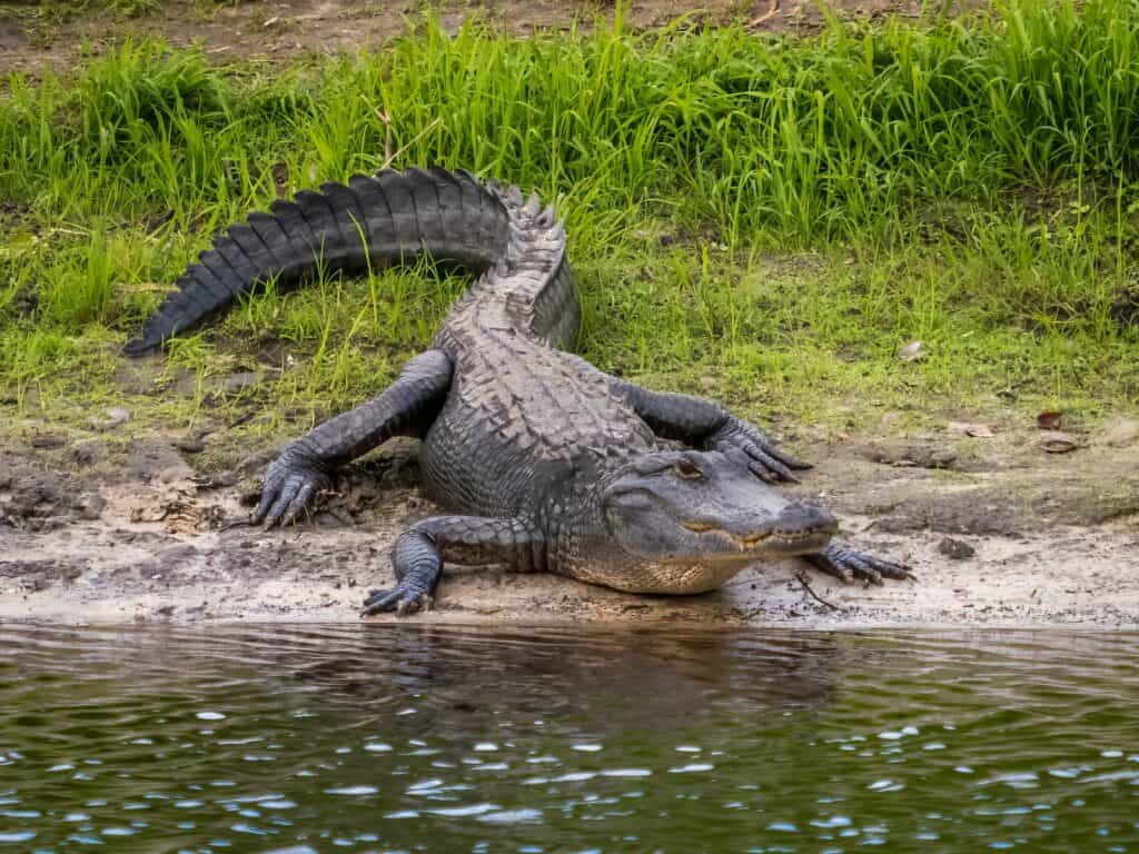 Lake Jessup, Orlando, FL